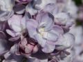 Edelflieder 'Michel Buchner' - Syringa vulgaris 'Michel Buchner'