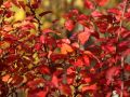Geschlitzte Kirsche 'Kojou-no-mai' - Prunus incisa 'Kojou-no-mai'