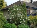 Osterschneeball / Immergr�ner Schneeball - Viburnum burkwoodii