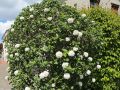 Gro�blumiger Duft-Schneeball - Viburnum carlcephalum