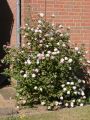 Koreanischer Duft-Schneeball - Viburnum carlesii