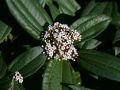 Immergr�ner Kissen-Schneeball - Viburnum davidii