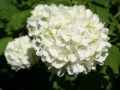 Gef�llter Schneeball / Echter Schneeball 'Roseum' - Viburnum opulus 'Roseum'