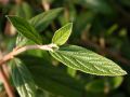Prager Schneeball  'Pragense' - Viburnum 'Pragense'