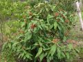 Runzelbl�ttriger Schneeball / Immergr�ner Zungenschneeball - Viburnum rhytidophyllum