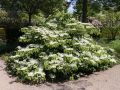 Japanischer Schneeball 'Mariesii' - Viburnum plicatum 'Mariesii'
