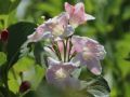 Weigelie / Rosa Weigelie - Weigela florida