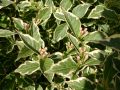 Buntbl�ttrige Weigelie 'Nana Variegata' - Weigela florida 'Nana Variegata'