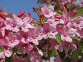 Weigelie 'Styriaca' - Weigela 'Styriaca'