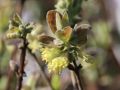 Honigbeere / Maibeere 'Blue Velvet' � / Sibirische Blaubeere - Lonicera kamtschatica 'Blue Velvet'  �