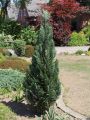 Blaue S�ulenzypresse / Scheinzypresse - Chamaecyparis laws.'Columnaris'