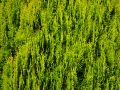 Gelbe Gartenzypresse - Chamaecyparis lawsoniana 'Stardust'