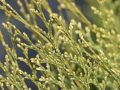 Gartenzypresse 'White Spot' - Chamaecyparis lawsoniana 'White Spot'