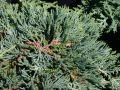 Blauer Teppich-Wacholder / Kriechwacholder - Juniperus horizontalis 'Glauca'