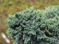 Blauer Zwerg-Wacholder - Juniperus squamata 'Blue Star'
