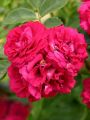 Ramblerrose 'Chevy Chase' - Rosa 'Chevy Chase'