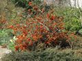 Zierquitte 'Cido' �, essbar, Nordische Zitrone - Chaenomeles 'Cido'  �