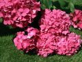 Bauernhortensie 'Leuchtfeuer' - Hydrangea macrophylla 'Leuchtfeuer'