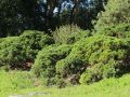 Kriechkiefer / Zwerglatsche / Zwergkiefer / Kniekiefer - Pinus mugo pumilio