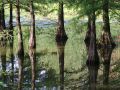 Sumpfzypresse / Sumpfeibe - Taxodium distichum