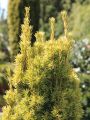 Gelbe S�uleneibe - Taxus baccata 'Fastigiata Aureomarginata'