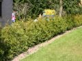 Lebensbaum / Thuja / Abendl�ndischer Lebensbaum - Thuja occidentalis
