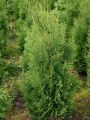 Lebensbaum 'Columna'/ S�ulen-Lebensbaum - Thuja occidentalis 'Columna'