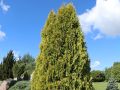 Lebensbaum 'Sunkist' - Thuja occidentalis 'Sunkist'