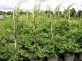 Leyland-Zypresse / Gr�ne Baumzypresse - Cupressocyparis leylandii