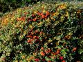 Feuerdorn 'Soleil d'Or' - Pyracantha coccinea 'Soleil d'Or'