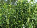 Kirschlorbeer / Lorbeerkirsche 'Caucasica' - Prunus laurocerasus 'Caucasica'