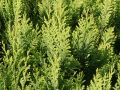 Gelbe S�ulenzypresse - Chamaecyparis laws.'Alumigold'