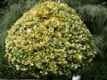 Goldbunte Kriechspindel 'Emerald'n Gold' auf Stamm - Euonymus fortunei 'Emerald'n  Gold' Stamm
