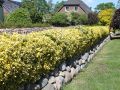 Spindelstrauch / Kriechspindel 'Emerald'n Gold' - Euonymus fortunei 'Emerald'n Gold'
