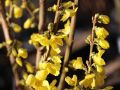 Goldgl�ckchen / Forsythia 'Minigold' - Forsythia intermedia 'Minigold'
