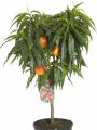 Zwerg-Nektarine, Zwergnektarine - Prunus nuciperisca, Zwergform