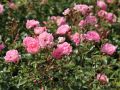 Bodendeckerrose / Beetrose 'The Fairy' - Rosa 'The Fairy'