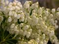 Schattengl�ckchen 'Red Mill' - Pieris japonica 'Red Mill'