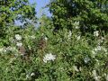Kleine Prunkspiere 'The Bride' - Exochorda macrantha 'The Bride'
