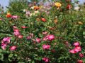 Zwergrose / Bodendeckerrose 'Lupo' � - Rosa 'Lupo' �