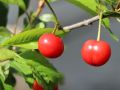 Zwerg-Sauer-Kirsche  'Piemont' - Prunus avium 'Piemont'
