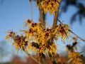 Zaubernuss 'Barmstedt's Gold' - Hamamelis intermedia 'Barmstedt's Gold'