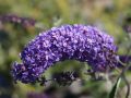 Sommerflieder / Schmetterlingsstrauch 'Nanho Blue' - Buddleja davidii 'Nanho Blue'