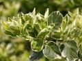 Wei�bunte Kriechspindel 'Emerald'n Gaiety' auf Stamm - Euonymus fortunei 'Emerald'n Gaiety' Stamm