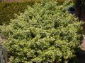 Spindelstrauch / Kriechspindel 'Emerald'n Gaiety' - Euonymus fortunei 'Emerald'n Gaiety'