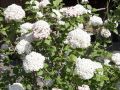 Wohlriechender Schneeball - Viburnum carlesii 'Aurora'