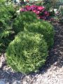 Zwerg-Lebensbaum 'Tiny Tim' - Thuja occidentalis 'Tiny Tim'
