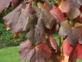 Weintraube 'New York Muscat' / Pergola Weinrebe - Vitis 'New York Muscat'