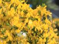 Sandginster - Genista pilosa