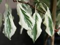 Hoher Wei�bunter Pagoden-Hartriegel - Cornus controversa 'Variegata'